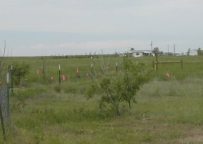 ribbons on the wire